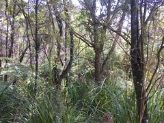 Myrsine australis