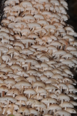 Clitocybula abundans