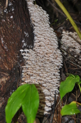 Clitocybula abundans