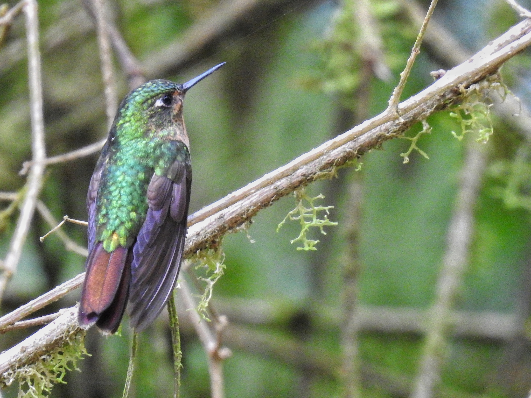 Tyrian Metaltail (Metallura tyrianthina)