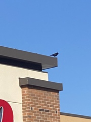 Corvus brachyrhynchos