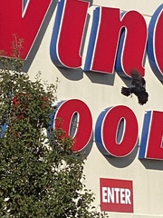 Corvus brachyrhynchos