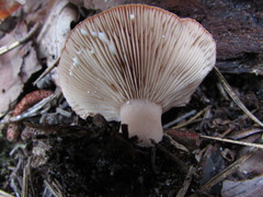 Lactarius peckii