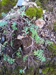 Hypericum empetrifolium