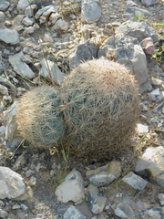 Echinomastus unguispinus