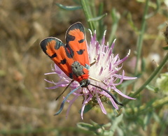 Zygaena laeta