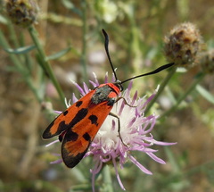 Zygaena laeta