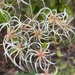 Clematis terniflora - Photo (c) Sandy Wolkenberg,  זכויות יוצרים חלקיות (CC BY), הועלה על ידי Sandy Wolkenberg