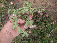 Mesembryanthemoideae