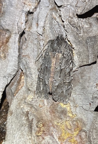 Pine Pinion