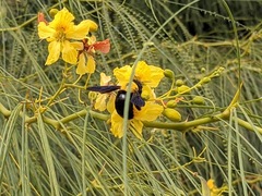 Xylocopa pubescens