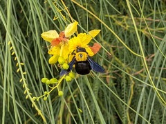 Xylocopa pubescens