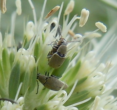 Bruchidius cinerascens