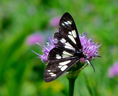 Gnophaela latipennis