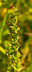 Platanthera flava herbiola