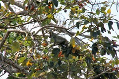 Iguana iguana