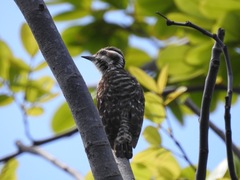 Yungipicus moluccensis