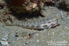 Gnatholepis cauerensis