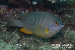 Plectroglyphidodon gascoynei