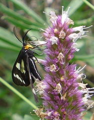 Gnophaela latipennis