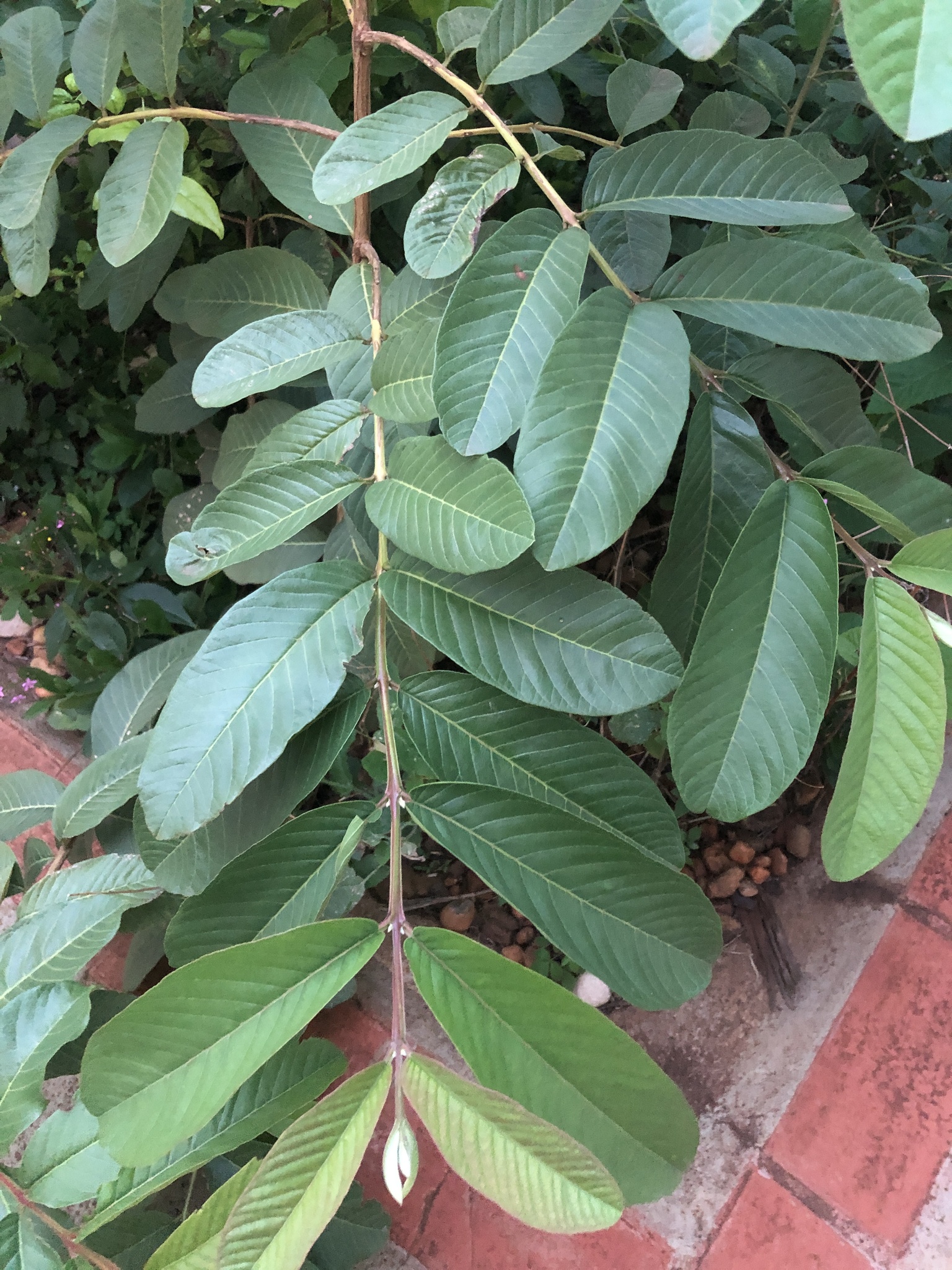 Psidium guajava