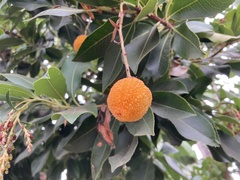 Arbutus × andrachnoides