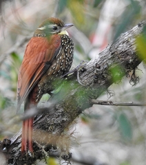 Pearled Treerunner photo 2