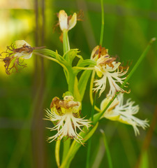 Platanthera leucophaea