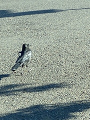 Corvus brachyrhynchos