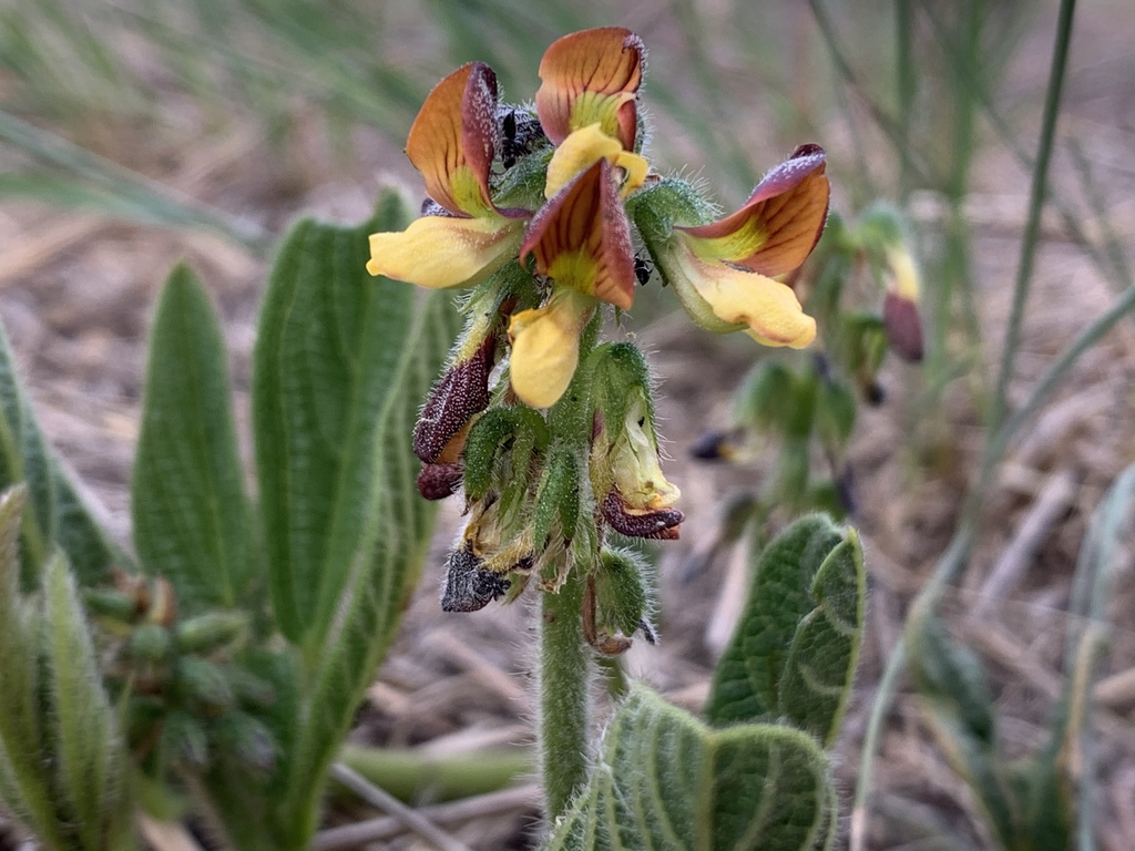 Sand Peas