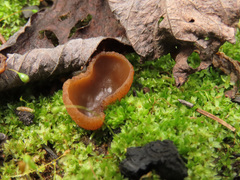 Peziza echinospora