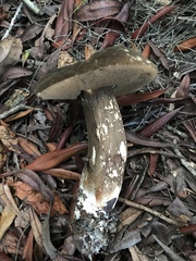 Porphyrellus
