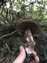 Porphyrellus