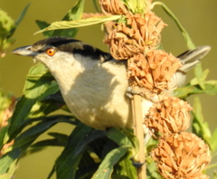 Dryoscopus cubla cubla