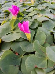 Oxalis purpurea