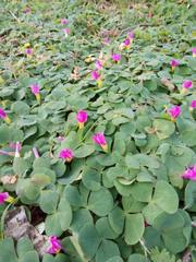 Oxalis purpurea