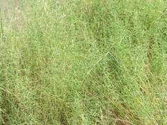 Muhlenbergia utilis