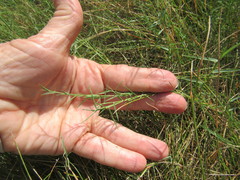 Muhlenbergia utilis