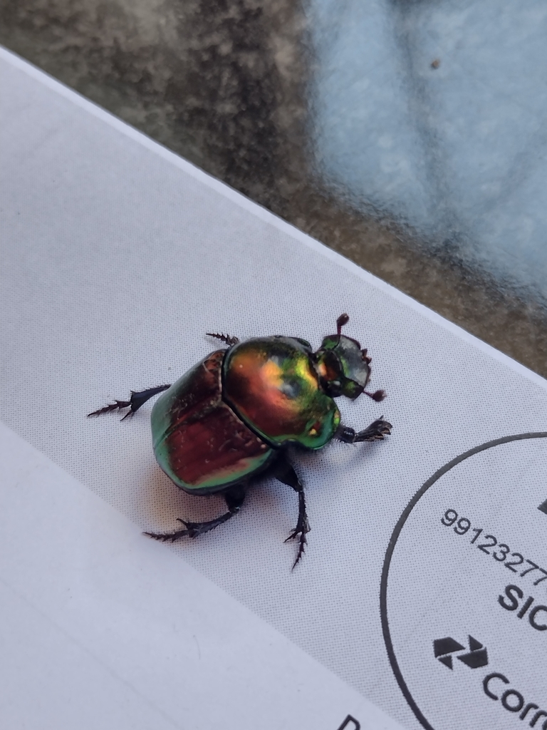 Coprophanaeus saphirinus