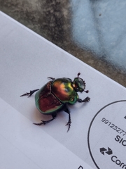 Coprophanaeus saphirinus