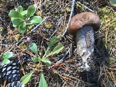 Leccinum manzanitae