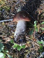 Leccinum manzanitae