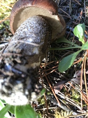 Leccinum manzanitae