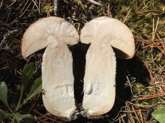 Leccinum manzanitae