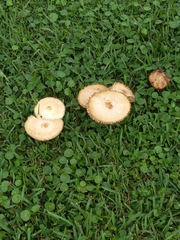 Chlorophyllum molybdites image