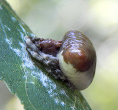 Mastophora phrynosoma