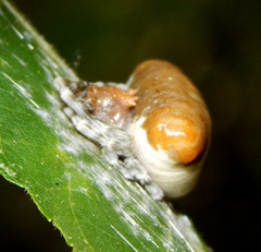 Mastophora phrynosoma