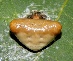 Mastophora phrynosoma