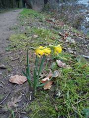 Narcissus minor