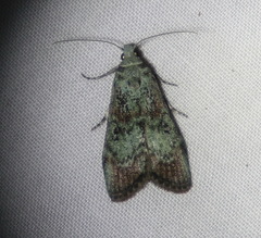 Heteromicta tripartitella